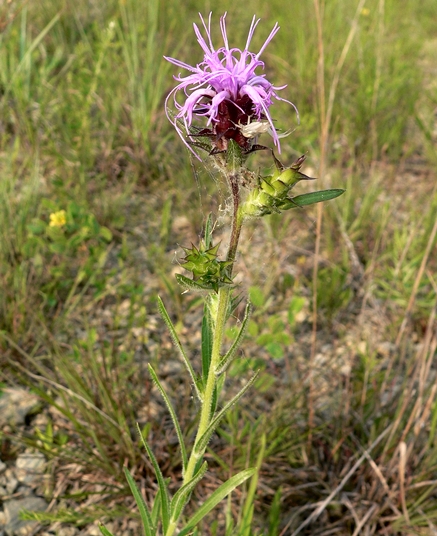 {Liatris squarrosa}